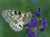 Mountain Apollo (Parnassius Apollo) on Flower  Switzerland
