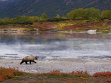 Brown Bear (Ursus Arctos) on Riverbank  Kamchatka  Russia