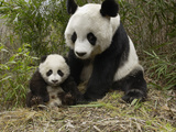 Giant Panda (Ailuropoda Melanoleuca) Mother and Her Cub  Wolong Nature Reserve  China