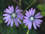 Blue Lettuce (Lactuca Perennis) Flowers  Switzerland