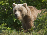 Brown Bear (Ursus Arctos) Portrait  Kamchatka  Russia