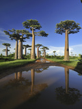 Grandidier's Baobab (Adansonia Grandidieri) Forest Lining Road Near Morondava  Madagascar