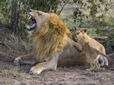 African Lion (Panthera Leo) Cubs Playing with Adult Male  Masai Mara Nat'l Reserve  Kenya