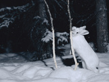 Snowshoe Hare (Lepus Americanus) Gnawing Tender Bark of Sapling in the Winter  Alaska