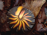 Millipede Rolled into Ball Position  Gunung Mulu National Park  Sarawak  Borneo