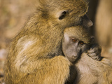 Chacma Baboon (Papio Ursinus) Juveniles in Each Other's Arms  Africa