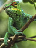 Panther Chameleon (Chamaeleo Pardalis) Male  Lokobe Nature Special Reserve  Madagascar