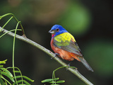 Painted Bunting (Passerina Ciris) Perching  Texas