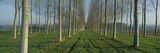 Poplar (Populus Sp) Plantation  France