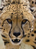 Cheetah (Acinonyx Jubatus) Defensive Behavior  Cheetah Conservation Fund  Otijwarongo  Namibia