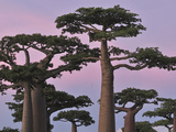 Grandidier's Baobab (Adansonia Grandidieri) Forest at Sunset Near Morondava  Madagascar