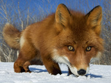 Red Fox (Vulpes Vulpes) Smelling Snow  Kamchatka  Russia