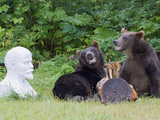 Brown Bear (Ursus Arctos) Pair Near Statue  Kamchatka  Russia