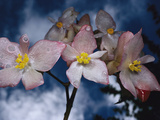 Orchid (Begonia Santoslimae) Wet with Rain  Atlantic Forest Ecosystem  Brazil