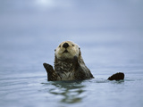 Sea Otter (Enhydra Lutris)  Prince William Sound  Alaska