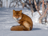 Red Fox (Vulpes Vulpes) Sitting on Snow  Kamchatka  Russia