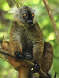 Black Lemur (Lemur Macaco) Female  Lokobe Nature Special Reserve  Madagascar