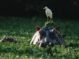 Hippopotamus (Hippopotamus Amphibius) with Cattle Egret (Bulbulcus Ibis) on Head