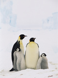Emperor Penguin (Aptenodytes Forsteri) Parents with Two Chicks  Antarctica