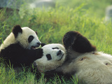 Giant Panda (Ailuropoda Melanoleuca) Endangered  Female and Cub Playing in the Grass