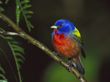 Painted Bunting (Passerina Ciris) Male Perching on Branch  Texas