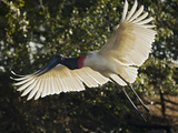 Jabiru Stork (Jabiru Mycteria) Flying  Pantanal  Brazil