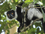 Black and White Ruffed Lemur (Varecia Variegata Variegata)  Toamasina  Madagascar