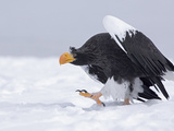 Steller's Sea Eagle (Haliaeetus Pelagicus) Walking on Snow  Kamchatka  Russia