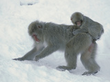 Japanese Macaque (Macaca Fuscata) Mother with Baby Foraging  Joshinetsu Plateau Nat'l Park  Japan