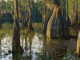 Cypress Swamp  Pine Log State Forest  Florida