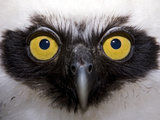 Jung Owl Portrait  Yavari River  Amazon Basin  Peru