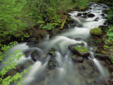 Spring Vine Maple Leaves over Still Creek  Mt Hood National Forest  Oregon