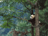 Giant Panda (Ailuropoda Melanoleuca) Endangered  in a Tree