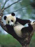 Giant Panda (Ailuropoda Melanoleuca) Endangered  One Year Old Cub in a Tree