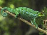 Panther Chameleon (Chamaeleo Pardalis) Male  Lokobe Nature Special Reserve  Madagascar