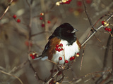 Eastern Towhee (Pipilo Erythrophthalmus) Male Perched in Bittersweet Bush  Long Island  New York