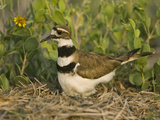 Killdeer (Charadrius Vociferus) Incubating Eggs on Nest Amid Vegetation  North America
