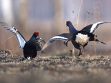 Black Grouse (Tetrao Tetrix) Males Sparring  Kamchatka  Russia