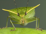 Stink Bug (Loxa Viridis) Portrait  a True Bug of the Heteroptera Suborder  Guanacaste  Costa Rica