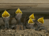 Barn Swallow (Hirundo Rustica) Chicks in Mud Nest Begging for Food  Picardie  France