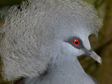 Western Crowned Pigeon (Goura Cristata)  Vulnerable  Native to New Guinea
