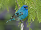Indigo Bunting (Passerina Cyanea) Male Perched on Branch  Rio Grande Valley  Texas
