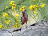 Pyrrhuloxia (Cardinalis Sinuatus) Perching on Log  Rio Grande Valley  Texas