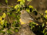 Canyon Towhee (Pipilo Fuscus) Perched on a Branch  Santa Rita Mountains  Arizona
