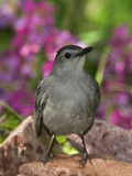 Gray Catbird (Dumetella Carolinensis) Rio Grande Valley  Texas