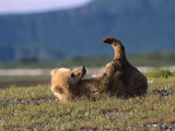 Grizzly Bear (Ursus Arctos Horribilis) Cub Playing  Katmai Nat'l Park  Alaska
