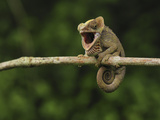 Short-Horned Chameleon (Calumma Brevicornis) in Defense  Andasibe-Mantadia Nat'l Park  Madagascar
