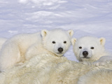 Polar Bear (Ursus Maritimus) Triplet Cubs on Top of their Mother  Wapusk  Vulnerable