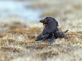 Ruff (Philomachus Pugnax) Male  Kamchatka  Russia