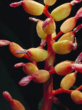 Bromeliad (Bromeliad Sp) Close-Up Detail of Flower  Atlantic Forest  Brazil